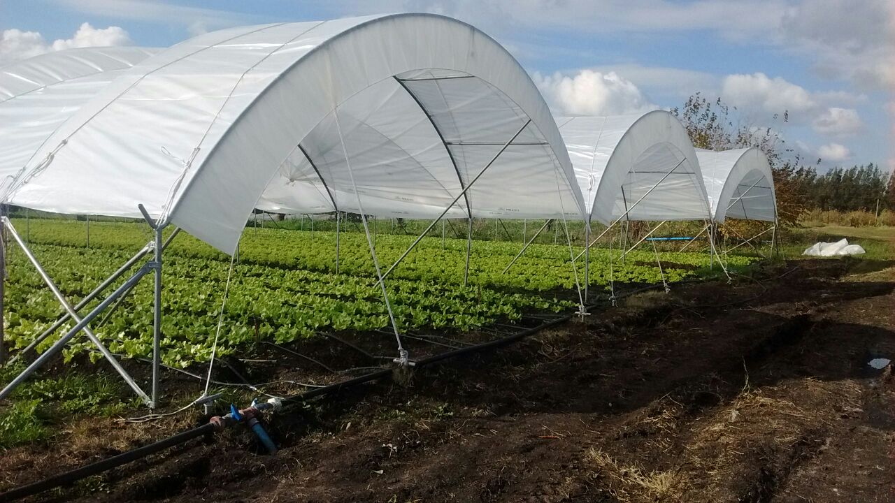 Cuándo vender tu invernadero