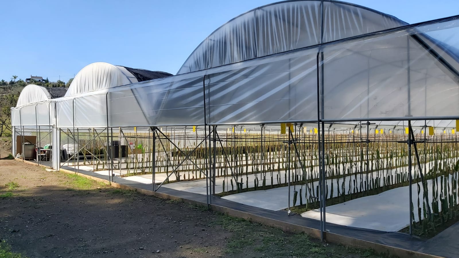 El boom de los cultivos exóticos